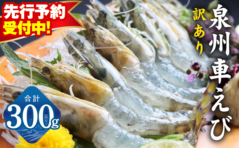 【先行予約】泉州車えび 300g【訳あり TVで紹介！ サイズ不揃い 生食可 海鮮 車海老 車エビ 海老 えび エビ 刺身 産地直送 急速冷凍 鮮度抜群】
