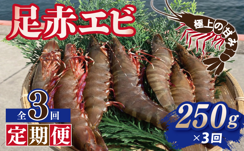 【定期便】足赤エビ 250g×全3回 計750g【国産 えび 天然 ぷりぷり 海鮮 水揚げ 生食可】