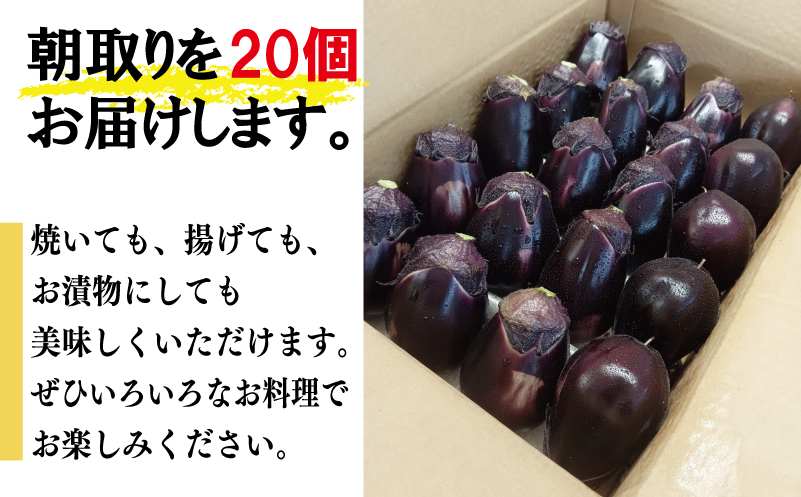 泉州 泉佐野市産 ハウス水なす 20個 夏旬の水なすを冬にどうぞ｜【茄子 泉佐野産 とれたて 新鮮野菜 やさい 高評価 数量限定】
