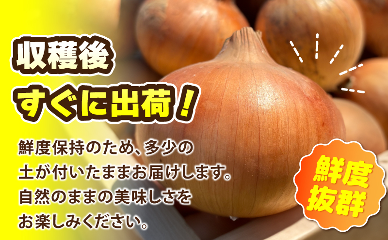 【先行予約】葛葉玉ねぎ 6kg【10〜15玉 泉佐野市 泉州たまねぎ 肉厚 甘い】