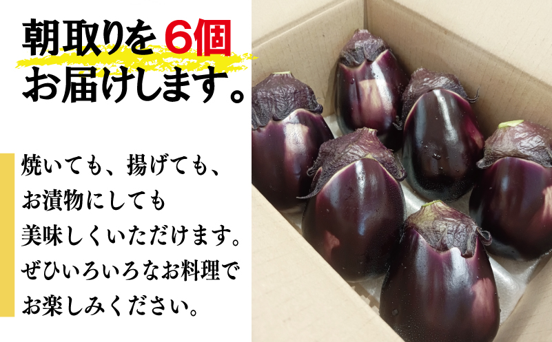 【お中元対応】泉州 泉佐野市産 ハウス水なす 6個【茄子 泉佐野産 とれたて 新鮮野菜 やさい 高評価】