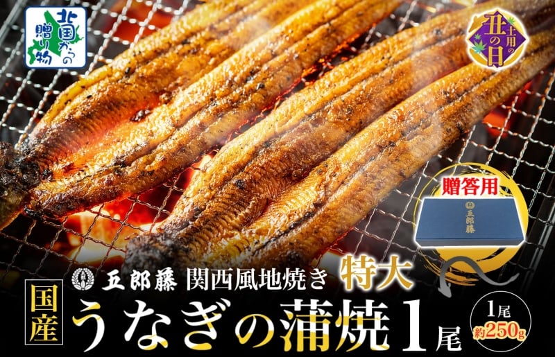 【7/26土用の丑の日】五郎藤 関西風地焼き 国産有頭旨鰻 250g×1尾 計約250g 【贈答用 特大 うなぎ ウナギ 蒲焼き 炭火】