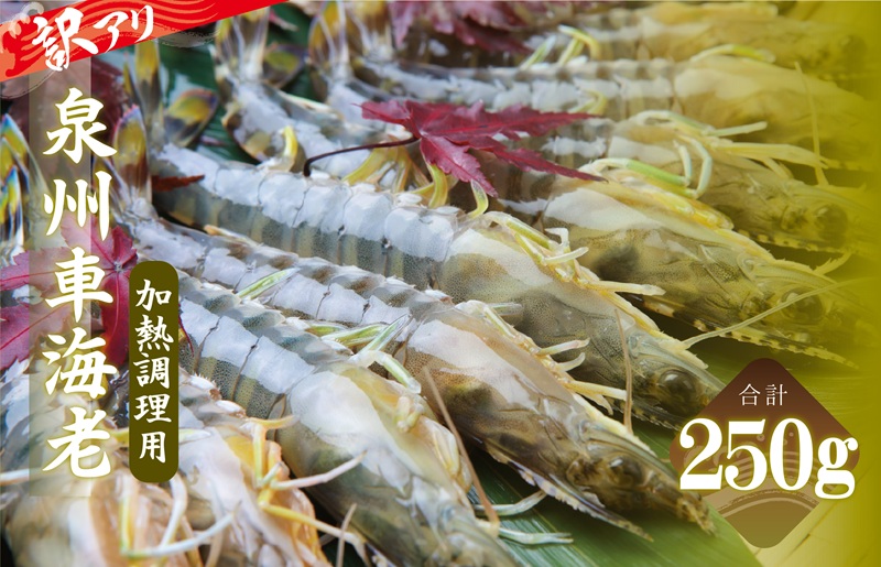 訳アリ！お試し 加熱調理用 泉州車海老250g【TVで紹介されました！】