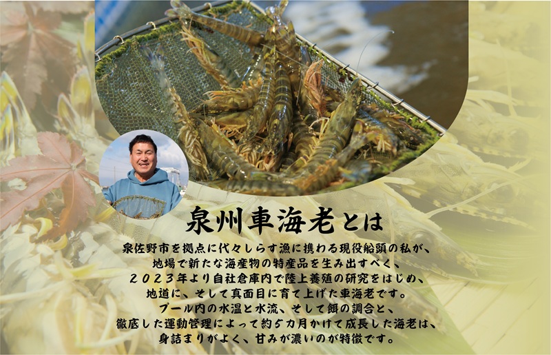 ãã¹ããŒãçºéãèš³ã¢ãªïŒã詊ã å ç±èª¿ççš æ³å·è»æµ·è250gãTVã§ç޹ä»ãããŸããïŒ å§åçäŒæ¥åªåã