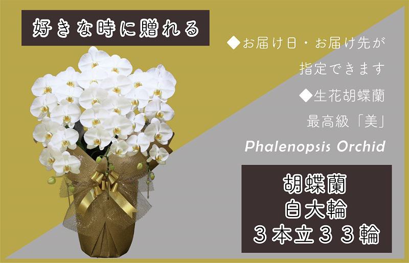 3本立て 胡蝶蘭 33輪〜36輪 白色【木製大型木札 または メッセージカード 付き ラッピング お祝い ギフト 贈答 贈り物 プレゼント 生花 花 農福連携】