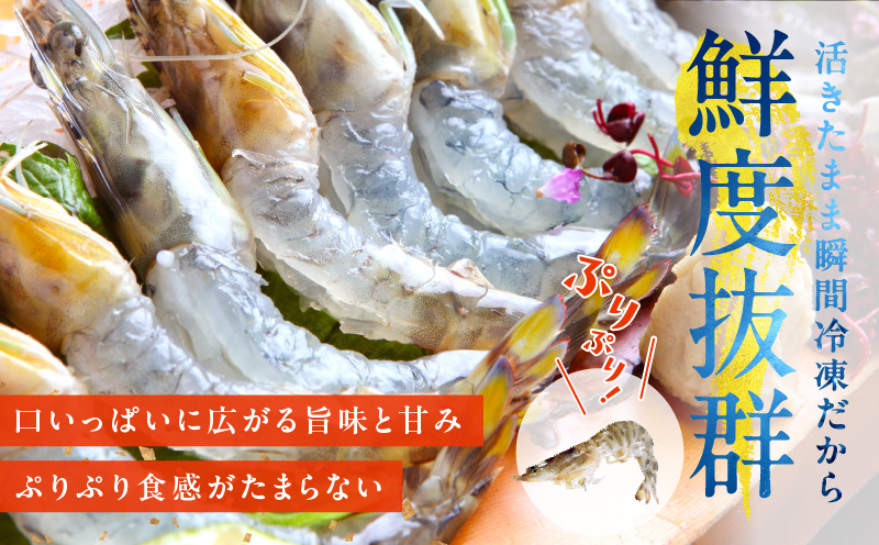 【TVで紹介！】泉州車えび 300g【訳あり サイズ不揃い 生食可 海鮮 車海老 車エビ 海老 えび エビ 刺身 産地直送 急速冷凍 鮮度抜群】