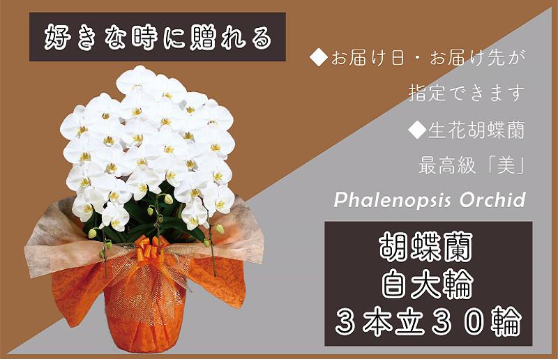 3本立て 胡蝶蘭 30輪〜33輪 白色【木製大型木札 または メッセージカード 付き ラッピング お祝い ギフト 贈答 贈り物 プレゼント 生花 花 農福連携】