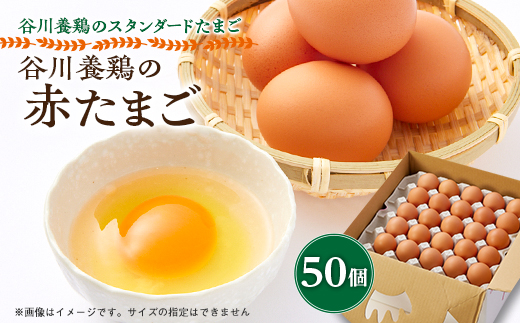 【生みたて濃厚】谷川養鶏の赤たまご　50ヶ入り(※サイズ指定できません)【配送不可地域：離島】【1390290】