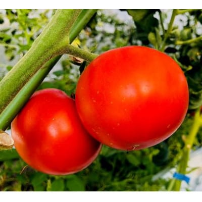 【富田林産】トマト農家のポモドーロ5箱 無水濃厚トマトソース　備蓄・保存食にも便利です!【1431429】