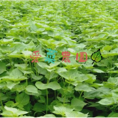 ≪50g×1≫国産皮むきえごまの粉　アルミパックチャック(ジッパー)付き　大阪産(もん)認定品【1696375】