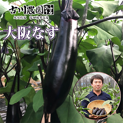 【産地直送】古川農園「大阪なす」と「水なす」の食べ比べセット【1293804】