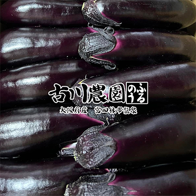 【産地直送】古川農園　「大阪なす」どんな料理にもよく合う万能ナス!2本入×10袋【1484531】