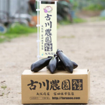 【産地直送】古川農園　「大阪なす」どんな料理にもよく合う万能ナス!2本入×10袋【1484531】