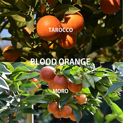 å
è¡åä»ããã©ãããªã¬ã³ãž ãã¢ãããã¿ããã³ãè©°ãåããçŽ3kgã1478634ã