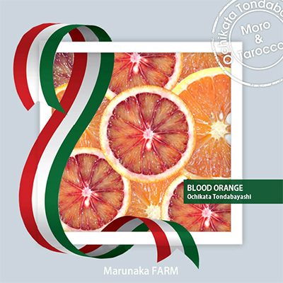 å
è¡åä»ããã©ãããªã¬ã³ãž ãã¢ãããã¿ããã³ãè©°ãåããçŽ3kgã1478634ã