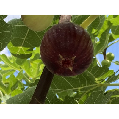 南河内産いちごジャム2瓶といちじくジャム1瓶のセット【1611626】