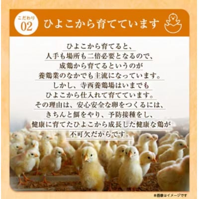 【2ヵ月毎定期便】大阪富田林産さしみ卵145個〜180個(季節により個数・サイズが変動します)全6回【4080994】