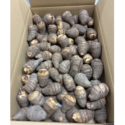 【GI認証取得】とんだばやしの海老芋の孫芋　1箱(5kg)【1433046】