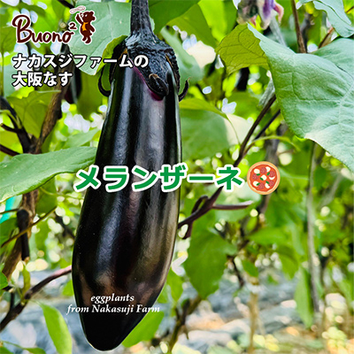 【2枚】富田林・ナカスジファームの大阪なすのメランザーネピッツァ【配送不可地域：離島】【1531974】