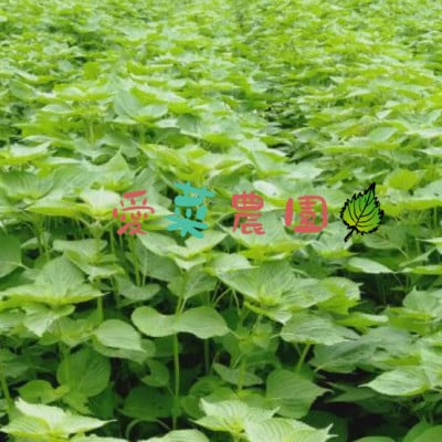 ≪110g×1≫　国産えごまの実　パックチャック(ジッパー)付き　大阪産(もん)認定品【1696345】