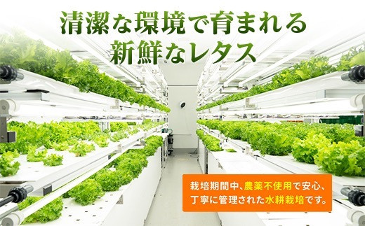 縲仙ョ壽悄萓ソ縲豈取怦縺雁ア翫¢3繝オ譛医代Ξ繧ソ繧ケ 6蛟 豌エ閠墓ス蝓ケ 豐ウ蜀髟キ驥守肇 繝輔Μ繝ォ繝ャ繧ソ繧ケ 遞ョ鬘 譬ス蝓ケ 闖 闌 繧オ繝ゥ繝 蜑ッ闖 縺翫▽縺セ縺ソ 繝輔Ξ繧「繝吶Ν 繝輔Μ繝ォ繧「繧、繧ケ 繧サ繝繝 辟。霎イ阮ャ 譬鬢頑コ轤ケ 繝薙ち繝溘Φ 繝溘ロ繝ゥ繝ォ 螳牙ソ 螳牙ィ 譁ー魄ョ繝ャ繧ソ繧ケ