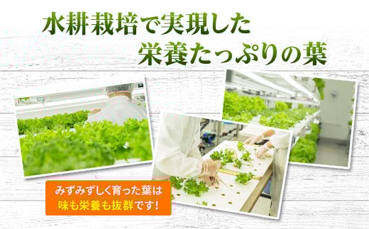 縲仙ョ壽悄萓ソ縲豈取怦縺雁ア翫¢3繝オ譛医代Ξ繧ソ繧ケ 6蛟 豌エ閠墓ス蝓ケ 豐ウ蜀髟キ驥守肇 繝輔Μ繝ォ繝ャ繧ソ繧ケ 遞ョ鬘 譬ス蝓ケ 闖 闌 繧オ繝ゥ繝 蜑ッ闖 縺翫▽縺セ縺ソ 繝輔Ξ繧「繝吶Ν 繝輔Μ繝ォ繧「繧、繧ケ 繧サ繝繝 辟。霎イ阮ャ 譬鬢頑コ轤ケ 繝薙ち繝溘Φ 繝溘ロ繝ゥ繝ォ 螳牙ソ 螳牙ィ 譁ー魄ョ繝ャ繧ソ繧ケ