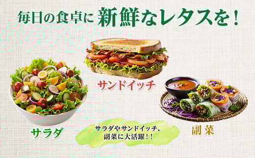 縲仙ョ壽悄萓ソ縲豈取怦縺雁ア翫¢3繝オ譛医代Ξ繧ソ繧ケ 6蛟 豌エ閠墓ス蝓ケ 豐ウ蜀髟キ驥守肇 繝輔Μ繝ォ繝ャ繧ソ繧ケ 遞ョ鬘 譬ス蝓ケ 闖 闌 繧オ繝ゥ繝 蜑ッ闖 縺翫▽縺セ縺ソ 繝輔Ξ繧「繝吶Ν 繝輔Μ繝ォ繧「繧、繧ケ 繧サ繝繝 辟。霎イ阮ャ 譬鬢頑コ轤ケ 繝薙ち繝溘Φ 繝溘ロ繝ゥ繝ォ 螳牙ソ 螳牙ィ 譁ー魄ョ繝ャ繧ソ繧ケ