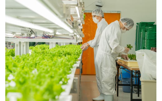 縲仙ョ壽悄萓ソ縲豈取怦縺雁ア翫¢3繝オ譛医代Ξ繧ソ繧ケ 6蛟 豌エ閠墓ス蝓ケ 豐ウ蜀髟キ驥守肇 繝輔Μ繝ォ繝ャ繧ソ繧ケ 遞ョ鬘 譬ス蝓ケ 闖 闌 繧オ繝ゥ繝 蜑ッ闖 縺翫▽縺セ縺ソ 繝輔Ξ繧「繝吶Ν 繝輔Μ繝ォ繧「繧、繧ケ 繧サ繝繝 辟。霎イ阮ャ 譬鬢頑コ轤ケ 繝薙ち繝溘Φ 繝溘ロ繝ゥ繝ォ 螳牙ソ 螳牙ィ 譁ー魄ョ繝ャ繧ソ繧ケ