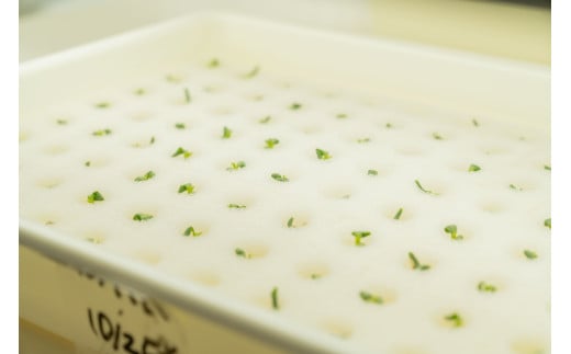 縲仙ョ壽悄萓ソ縲豈取怦縺雁ア翫¢3繝オ譛医代Ξ繧ソ繧ケ 6蛟 豌エ閠墓ス蝓ケ 豐ウ蜀髟キ驥守肇 繝輔Μ繝ォ繝ャ繧ソ繧ケ 遞ョ鬘 譬ス蝓ケ 闖 闌 繧オ繝ゥ繝 蜑ッ闖 縺翫▽縺セ縺ソ 繝輔Ξ繧「繝吶Ν 繝輔Μ繝ォ繧「繧、繧ケ 繧サ繝繝 辟。霎イ阮ャ 譬鬢頑コ轤ケ 繝薙ち繝溘Φ 繝溘ロ繝ゥ繝ォ 螳牙ソ 螳牙ィ 譁ー魄ョ繝ャ繧ソ繧ケ