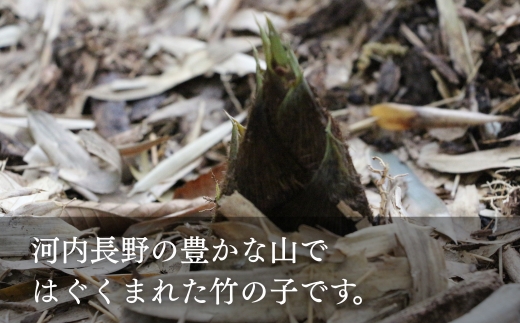 【2026年5月以降順次発送】国産 たけのこ 根本部分 水煮 900g 朝採れを即加工 タケノコ 竹の子 筍 小分け 長期保存 真空パック たけのこご飯 煮物 15005-40001078-g