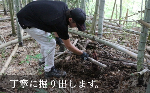 【2026年5月以降順次発送】国産 たけのこ 根本部分 水煮 900g 朝採れを即加工 タケノコ 竹の子 筍 小分け 長期保存 真空パック たけのこご飯 煮物 15005-40001078-g
