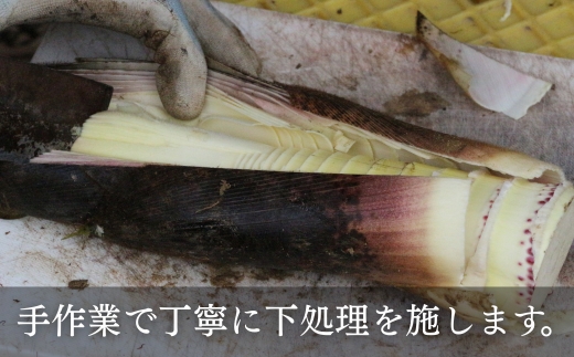 【2026年5月以降順次発送】国産 たけのこ 根本部分 水煮 900g 朝採れを即加工 タケノコ 竹の子 筍 小分け 長期保存 真空パック たけのこご飯 煮物 15005-40001078-g