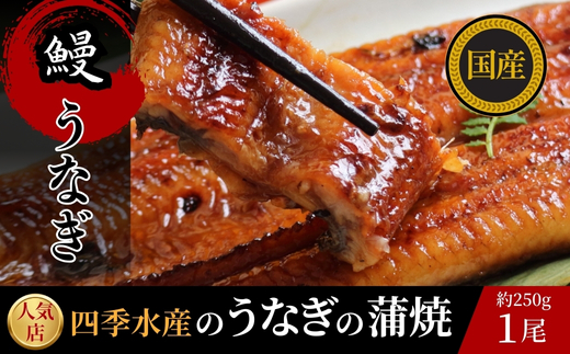 国産うなぎのかば焼き 1切（約250g） 人気鮮魚店「四季水産」特製 ウナギ 鰻 蒲焼 かば焼き 蒲焼き