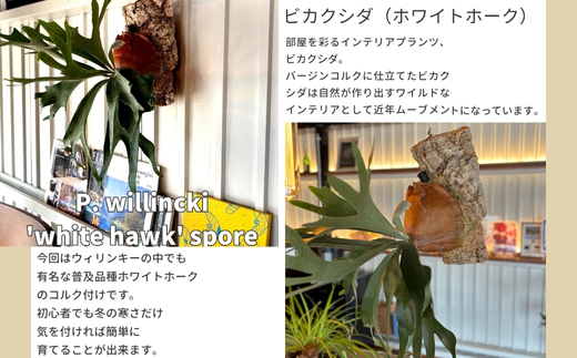 ビカクシダ(コウモリラン)ホワイトホーク P. willinckii white hawk spore コルク仕立て 観葉植物 コウモリラン インテリアグリーン プランツハンガー初心者向け