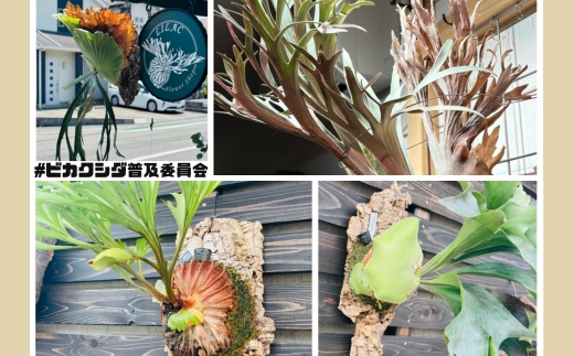 ãã«ã¯ã·ã(ã³ãŠã¢ãªã©ã³) ããªãã¯ãŒã P.willinckii wild Bali dwarf ã³ã«ã¯ä»ç«ãŠ èŠ³èæ€ç© ã³ãŠã¢ãªã©ã³ ã€ã³ããªã¢ã°ãªãŒã³ ãã©ã³ããã³ã¬ãŒ