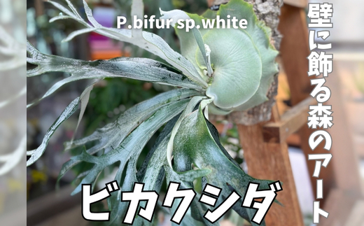 ビカクシダ(コウモリラン)ビフルspホワイトE-1  P. bifur sp.white OC コルク仕立て 観葉植物 コウモリラン インテリアグリーン プランツハンガー 初心者向け