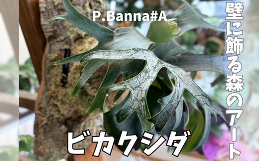 ビカクシダ(コウモリラン)バンナ#A P. Banna#A コルク仕立て 観葉植物 コウモリラン インテリアグリーン プランツハンガー
