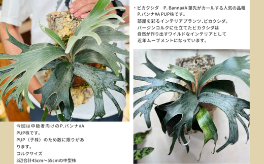 ビカクシダ(コウモリラン)バンナ#A P. Banna#A コルク仕立て 観葉植物 コウモリラン インテリアグリーン プランツハンガー