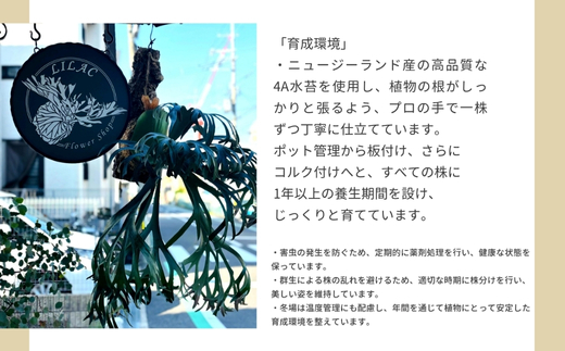 ビカクシダ(コウモリラン)バンナ#A P. Banna#A コルク仕立て 観葉植物 コウモリラン インテリアグリーン プランツハンガー