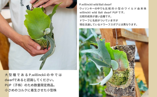 ãã«ã¯ã·ã(ã³ãŠã¢ãªã©ã³) ããªãã¯ãŒã P.willinckii wild Bali dwarf ã³ã«ã¯ä»ç«ãŠ èŠ³èæ€ç© ã³ãŠã¢ãªã©ã³ ã€ã³ããªã¢ã°ãªãŒã³ ãã©ã³ããã³ã¬ãŒ