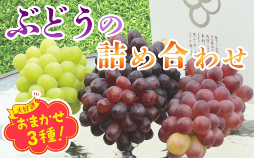 【2026年6月下旬～順次発送】おまかせオリジナル３種詰め合わせ（皮ごと食べられる品種1房含む）約1.8Kg