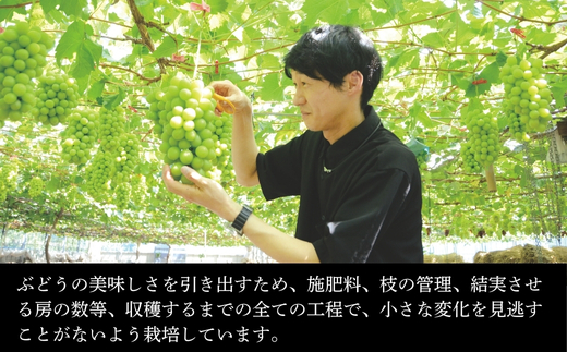 【2026年7月中旬～順次発送】デラウェア 1.8kg ぶどう詰め合わせ ぶどう 中村オリジナルぶどう園 ※発送前のご連絡についてご注意ください 希少 おまかせ 葡萄 ブドウ グレープ フルーツ 果物 くだもの 果汁 ジューシー 食品 こだわり 大阪 河内長野 長野 厳選