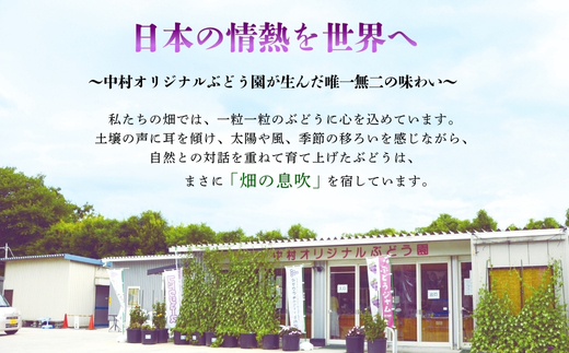 【2026年先行予約】ぶどう詰め合わせ ここにしかないオリジナル品種 おまかせ詰め合わせ 皮ごと食べられるぶどう1種＋オリジナル2種合計約1.8㎏ 中村オリジナルぶどう園 ※発送前のご連絡についてご注意ください 希少 オリジナル品種 おまかせ ぶどう 葡萄 ブドウ グレープ フルーツ 果物 くだもの 果汁 こだわり 大阪 河内長野 長野 厳選