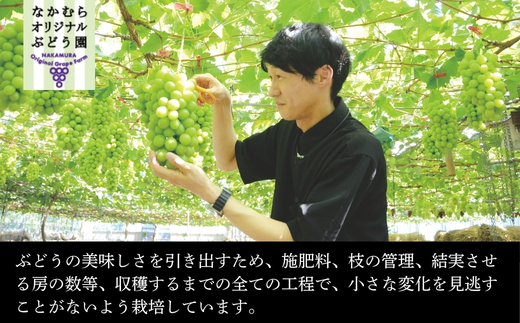 【2026年先行予約】ぶどう詰め合わせ ここにしかないオリジナル品種 おまかせ詰め合わせ 皮ごと食べられるぶどう1種＋オリジナル2種合計約1.8㎏ 中村オリジナルぶどう園 ※発送前のご連絡についてご注意ください 希少 オリジナル品種 おまかせ ぶどう 葡萄 ブドウ グレープ フルーツ 果物 くだもの 果汁 こだわり 大阪 河内長野 長野 厳選