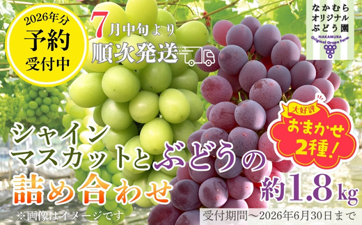 [2026年7月中旬〜順次発送]シャインマスカットとおまかせオリジナル品種詰め合わせ2種 約1.8kg 中村オリジナルぶどう園|※発送前のご連絡についてご注意ください 希少 オリジナル品種含む おまかせ 葡萄 ブドウ グレープ フルーツ 果物 くだもの 果汁 ジューシー 食品