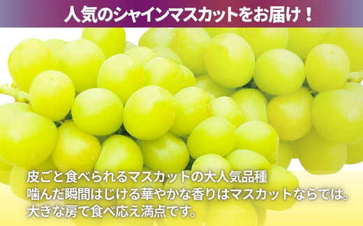 【2026年7月中旬～順次発送】シャインマスカットとおまかせオリジナル品種詰め合わせ２種　約1.8kg 中村オリジナルぶどう園｜※発送前のご連絡についてご注意ください 希少  オリジナル品種含む おまかせ 葡萄 ブドウ グレープ フルーツ 果物 くだもの 果汁 ジューシー 食品