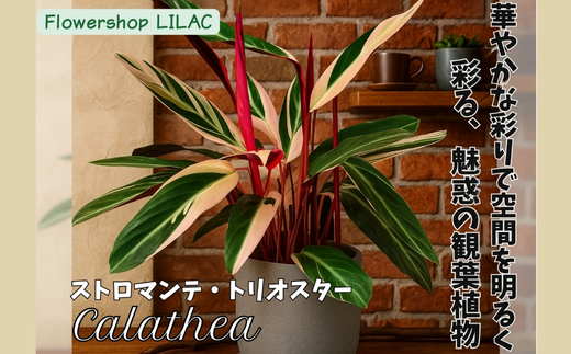 P1èŠ³èæ€ç© ã«ã©ãã¢ã¹ãããã³ãã»ããªãªã¹ã¿ãŒ èŠ³èæ€ç© ã€ã³ããªã¢ã°ãªãŒã³