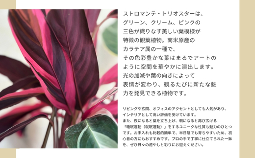 P1èŠ³èæ€ç© ã«ã©ãã¢ã¹ãããã³ãã»ããªãªã¹ã¿ãŒ èŠ³èæ€ç© ã€ã³ããªã¢ã°ãªãŒã³