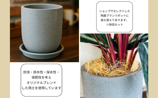 P1èŠ³èæ€ç© ã«ã©ãã¢ã¹ãããã³ãã»ããªãªã¹ã¿ãŒ èŠ³èæ€ç© ã€ã³ããªã¢ã°ãªãŒã³