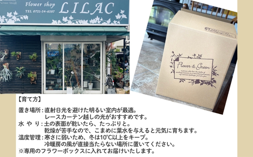 P1èŠ³èæ€ç© ã«ã©ãã¢ã¹ãããã³ãã»ããªãªã¹ã¿ãŒ èŠ³èæ€ç© ã€ã³ããªã¢ã°ãªãŒã³